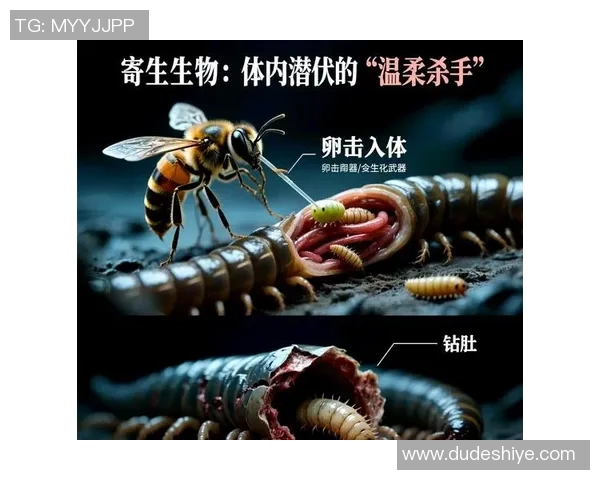 探索口曼巴的神秘世界揭示其独特生态与生存策略的奥秘